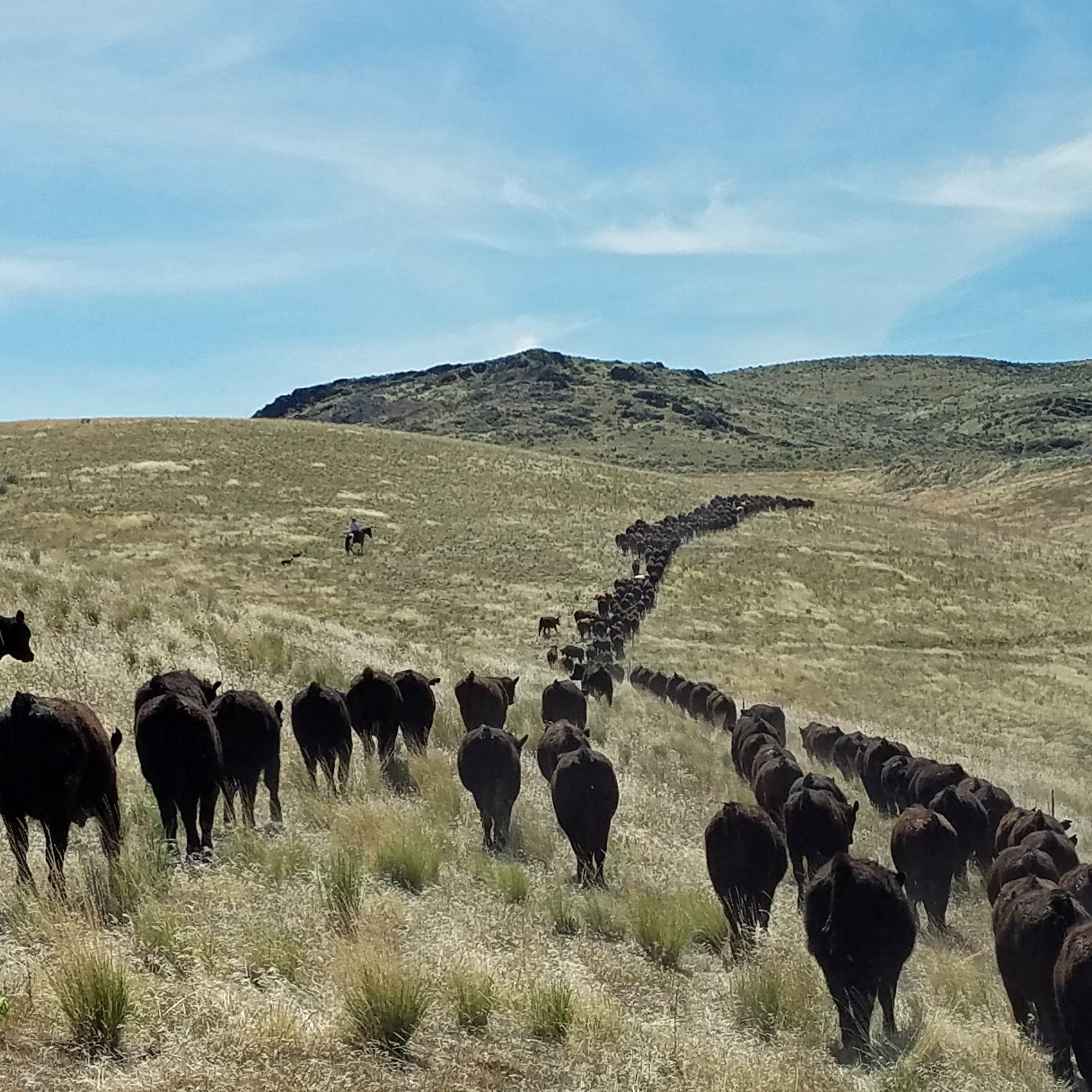 Trailing blue cows and calves in high desert